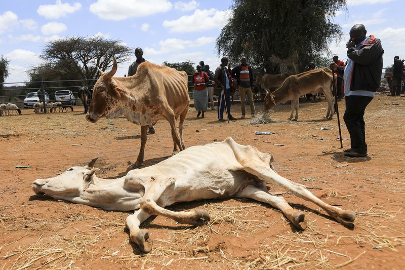 Smábændur reyna að selja grindhoruð dýr sín á markaði. Lítið verð fæst fyrir þau og mörg drepast á leiðinni á markaðinn eða á meðan þau bíða þar nýrra eigenda. Mynd: EPA