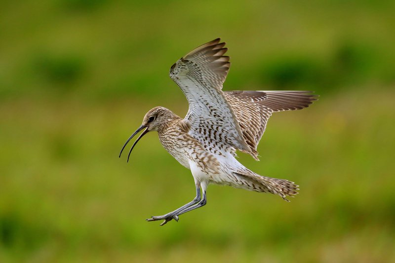 Spói á flugi í íslenska sumrinu. Spóar eru þegar farnir að tínast til landsins og fleiri eru á leiðinni yfir hafið frá vetrarstöðvunum í Afríku. Mynd: Tómas Grétar Gunnarsson