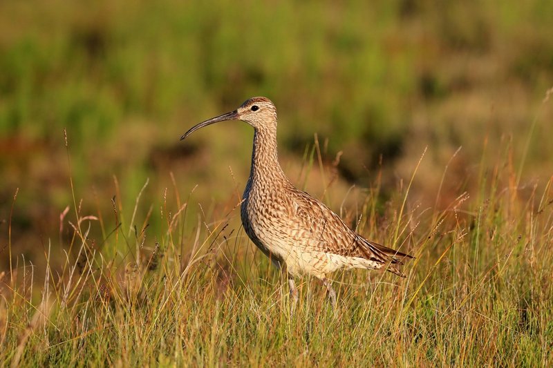 Ef miðað er við 30% mörk af Evrópustofni eru hér að minnsta kosti 16 fuglategundir sem Íslendingar bera mikla ábyrgð á og okkur ber að tryggja afkomu þeirra með nauðsynlegri verndun. Spói er ein þessara tegunda. Mynd: Tómas Grétar Gunnarsson