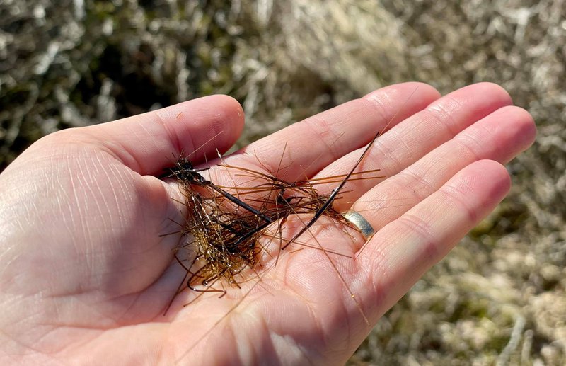 Nornahár og nornatár. Mynd frá Icelandic Lava Show.