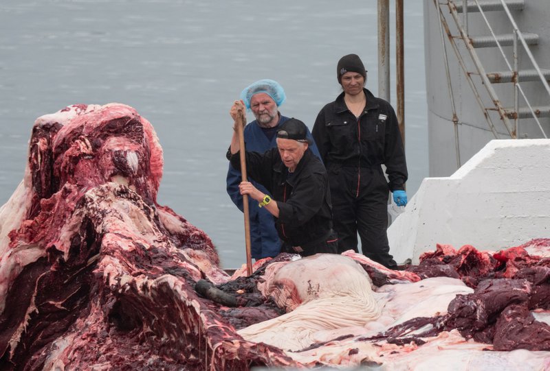Kristján Loftsson fylgist með verkun langreyðarinnar í gær. Mynd: Hard to Port