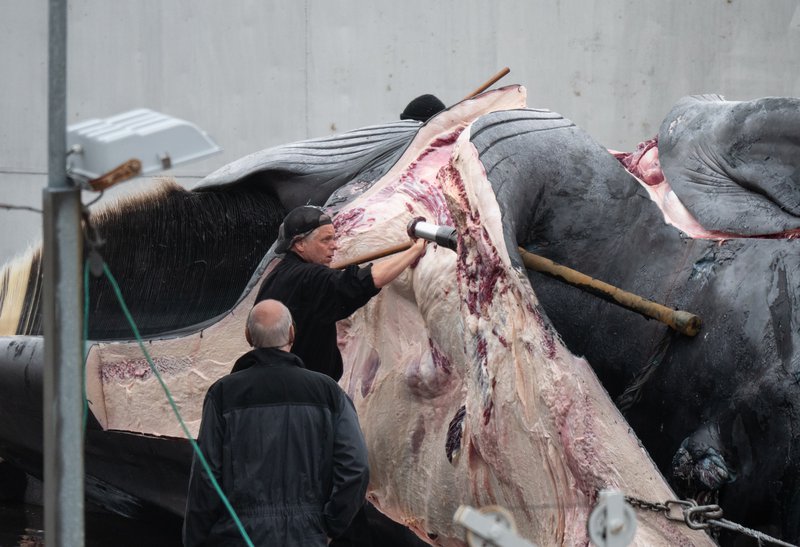 Langreyðurin með sprengiskutulinn í sér skorin og skoðuð. Mynd: Hard to Port