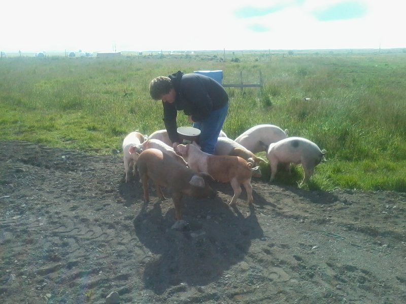 Grísir í Gerðakoti.