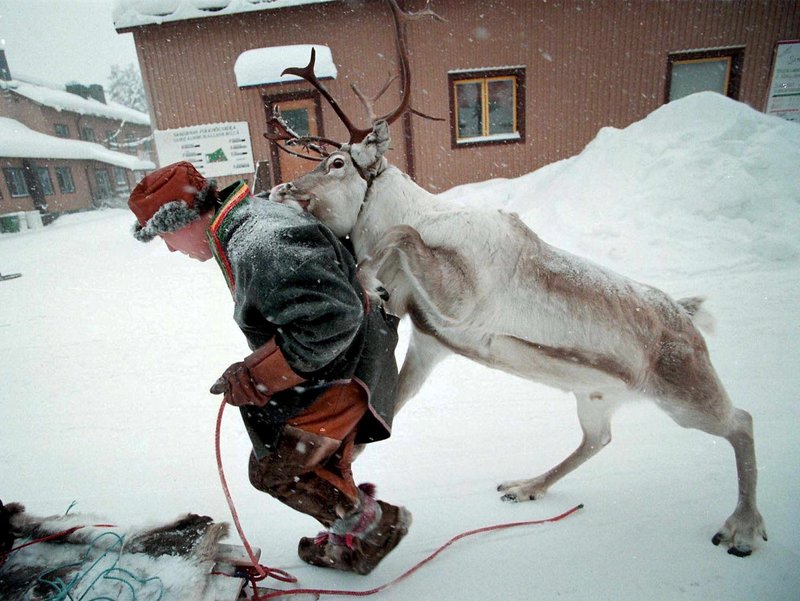 Hreindýrahirðir að leik við hreindýr úr hjörðinni í bænum Jokkmokk, nyrst í Svíþjóð. Mynd: EPA
