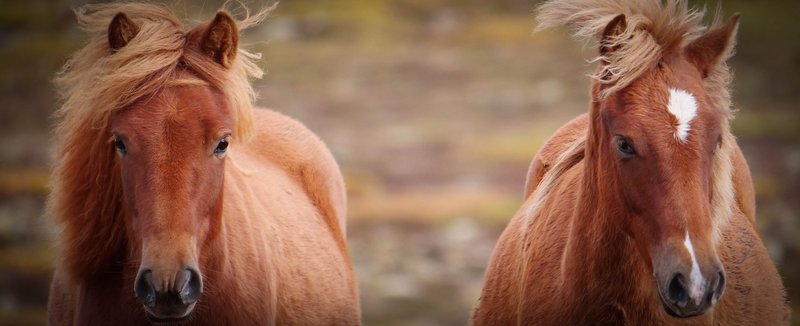 Um 5.400 merar hér á landi eru notaðar til bóðtöku. Úr blóðinu er unnið efni sem notað er til að auka frjósemi svína til manneldis. Mynd: AWF/TSB