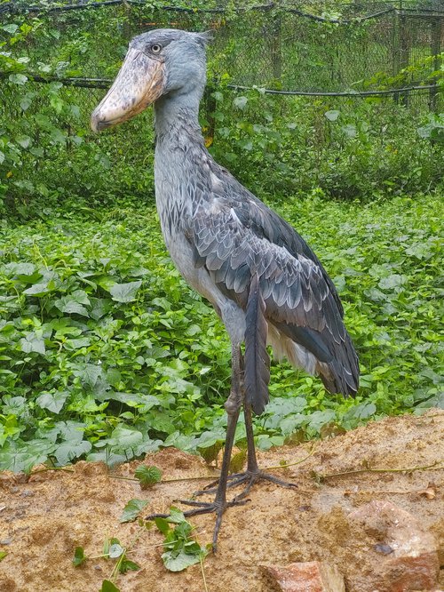 Sushi er fleygur en lætur sér duga, líkt og aðrir skónefir, að fljúga aðeins nokkra tugi metra í einu. Mynd: Sunna Ósk Logadóttir