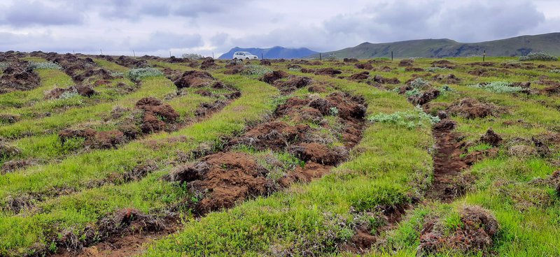 Hér eru lögmál gróður- og jarðvegsverndar þverbrotin og fyrstu árin verður losun kolefnis meiri en binding.  Mynd: Borgþór Magnússon