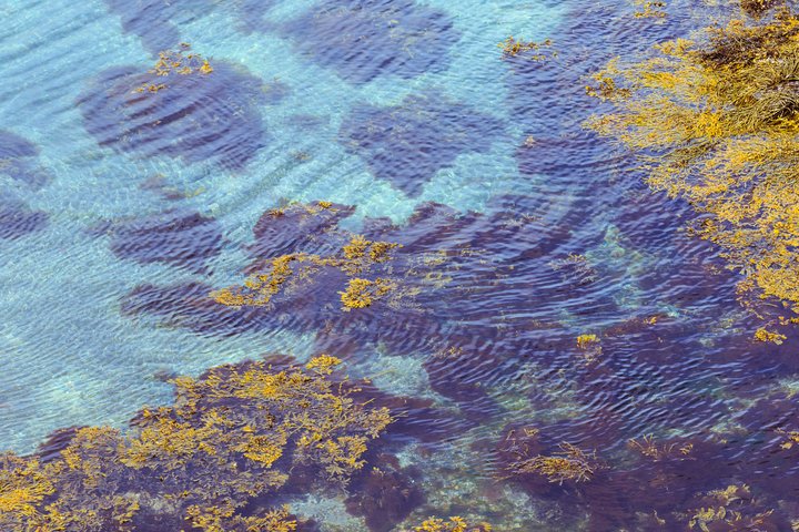 Náttúra haf sjór sjávarþang strönd