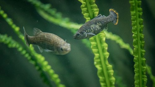 Tekíla-fiskar eru ekki kenndir við áfengið heldur eldfjallið með þessu nafni.