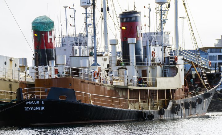 Hvalur 8