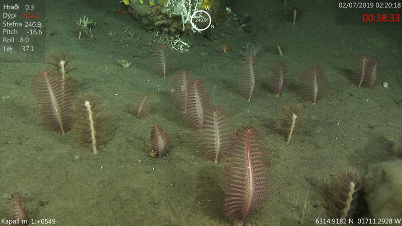 Akur af sæfjöðrum á 570 m dýpi. Mynd:Hafrannsóknarstofnun