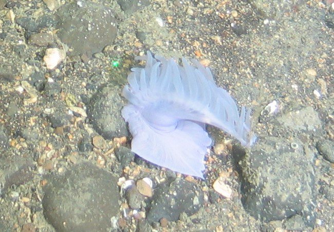 Leiðangurshópur af vísindamönnum fann furðudýr sem það hafði ekki séð áður á Kötlugrunni. Dýrið er með tvær raðir af öngum, með ferkantaðan fót og ljósfjólublátt á litinn.