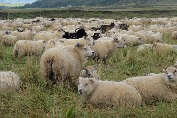 lamb lömb kjöt réttir 