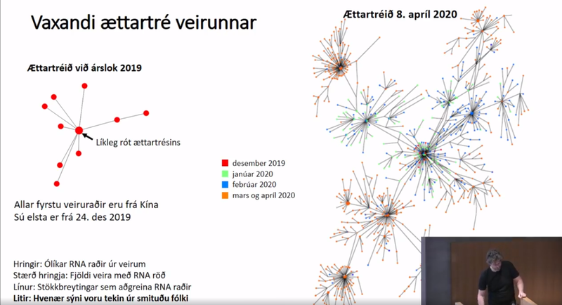 Til vinstri sést ættartré veirunnar í lok desember og til hægri hvernig það var orðið í byrjun apríl.