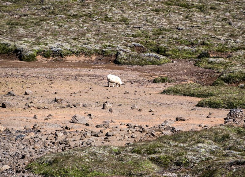 Búfjárveit hefur í gegnum aldirnar haft áhrif á landgæði.