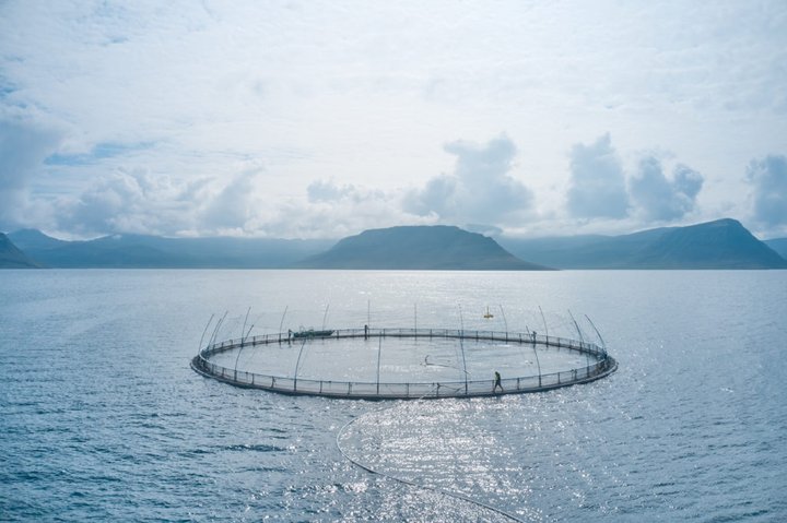 Um 80 þúsund eldislaxar sluppu úr einni kví Arnarlax í Arnarfirði síðasta sumar.