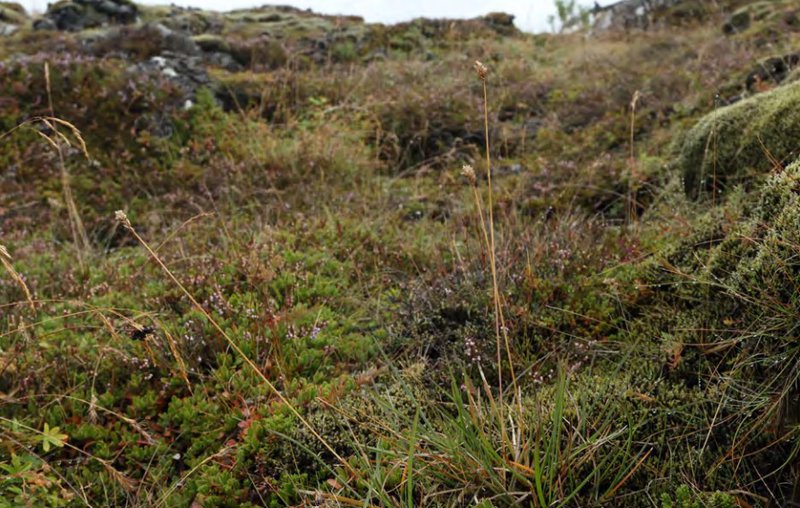 Blátoppa er sjaldgæf grastegund á válista. Útbreiðsla hennar er að mestu bundin við Suðvesturland og finnst vart utan þess. Mynd: Olga Kolbrún Vilmundardóttir/Náttúrufræðistofnun