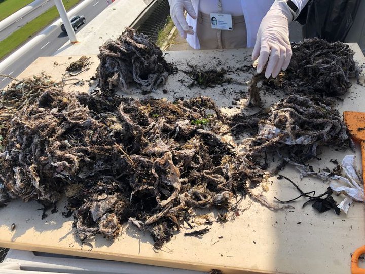 Blautklútar Mynd: Umhverfisstofnun