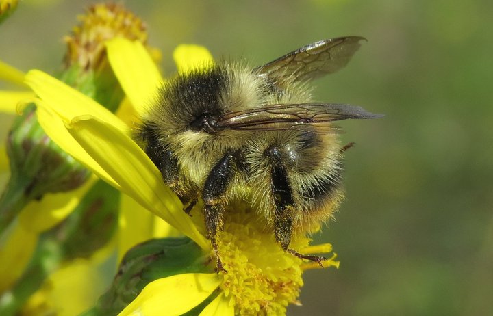 Býfluga á kafi í villiblómi.