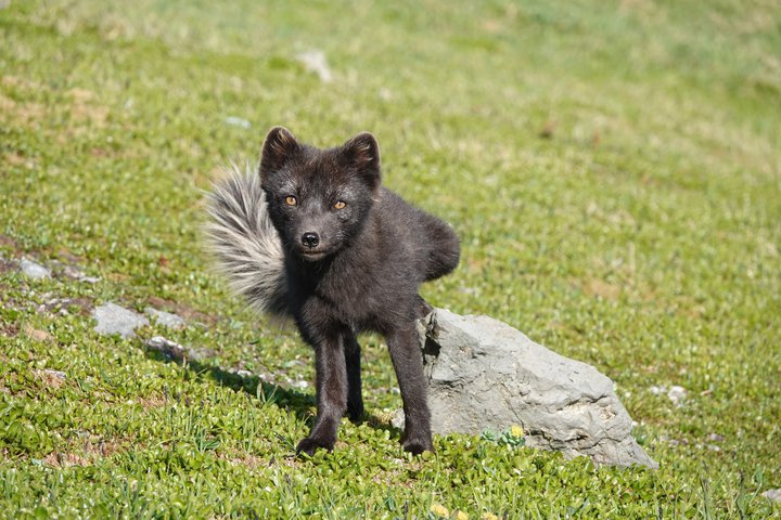 Grensteggur í Hælavíkurbjargi að merkja stein og sýna fram á eignarhald sitt á þessu svæði (óðali).