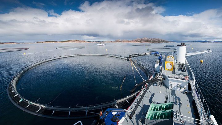 Stórt gat fannst á sjókví  Midt-Norsk Havbruk AS við eyjuna Dolma í lok ágúst. Í henni voru um 140 þúsund laxar. Talið er að um 39 þúsund þeirra hafi synt út.