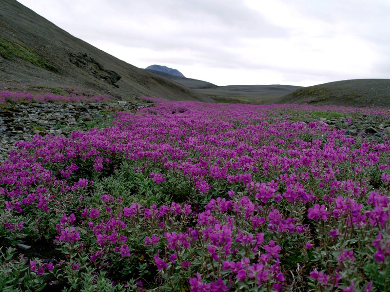 Eyrarrósargil Mynd: Ingibjörg Eiríksdóttir