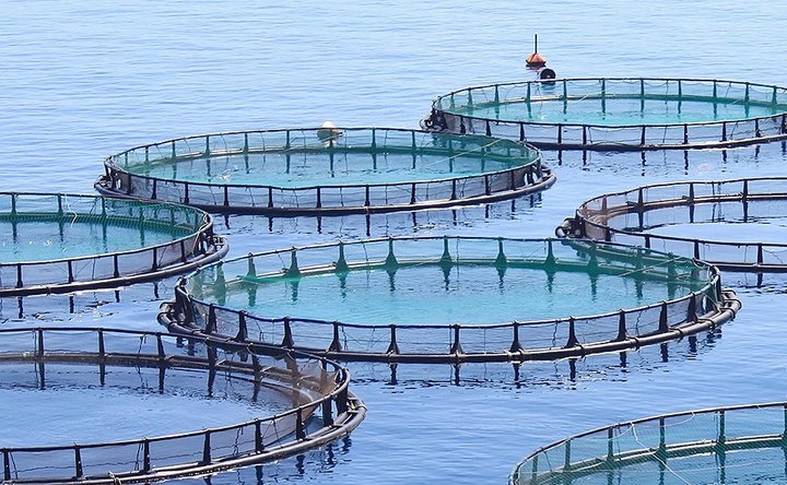 Aðlaga þarf regluverk að sjókvíaeldi svo tekjur skili sér til sveitarfélagana þar sem það er stundað, að mati Fjórðungsþings Vestfirðinga.