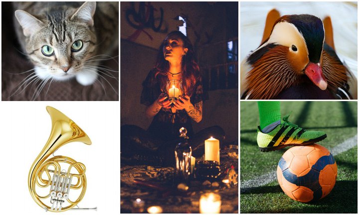 Kattakona, hornleikari, galdrakona, fuglaathugandi og knattspyrnukona eru meðal frambjóðenda í sveitarstjórnarkosningunum.