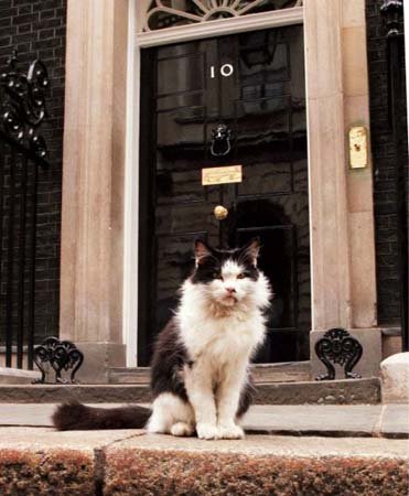 Humphrey, húsköttur í Downingstræti 10