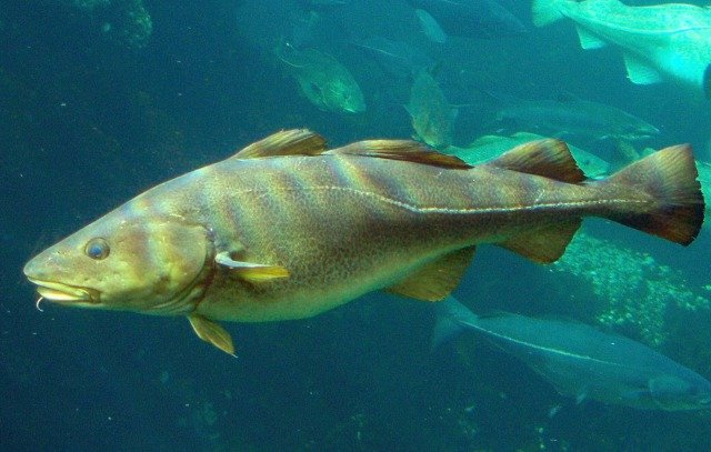 Gadus-morhua-Cod.2b.Atlanterhavsparken.Norway.jpg