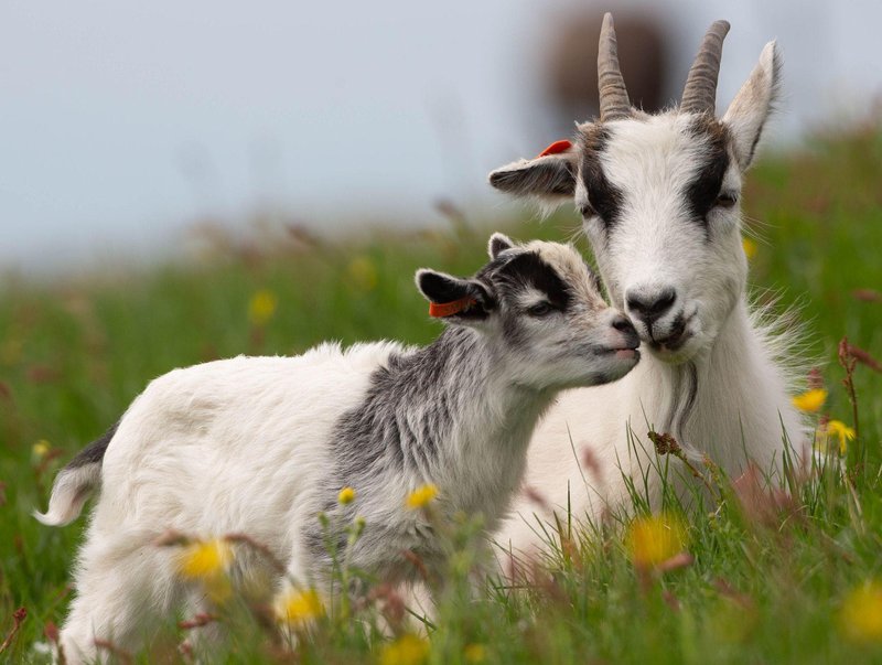 Myndin er tekin á bænum Háafelli við Hvítársíðu í Borgarnesi en þar rekið fyrirmyndar geitabú þar sem aðstæður voru allar hinar bestu þegar höfundur heimsótti búið fyrir nokkrum árum. Mynd: Greinarhöfundur