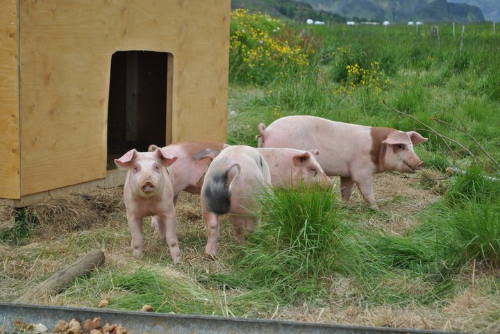 Grísir í Gerðakoti