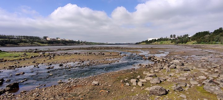 Fjölbreytt fuglalíf er við Grafarvog innan Gullinbrúar og fara þar um þúsundir vaðfugla. Svæðið er alþjóðlega mikilvægur viðkomustaður farfugla, einkum vaðfuglategunda.