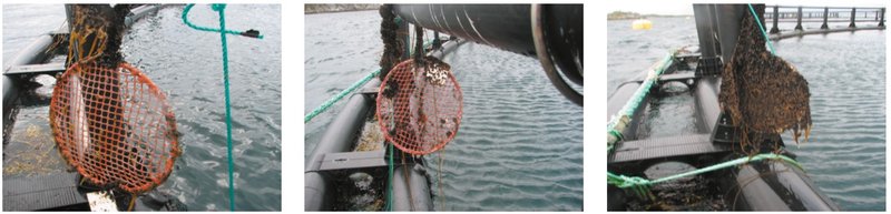 Lengst til vinstri er net sem koparásætuvörnin Netwax E5 Greenline var notuð á. Í miðið er önnur tegund ásætuvarnar og lengst til hægri er net sem engin ásætuvörn var borin á. Öll netin voru í sjónum í sex mánuði. Myndin er tekin af heimasíðu fyrirtækisins sem selur Netwax E5 Greenline.