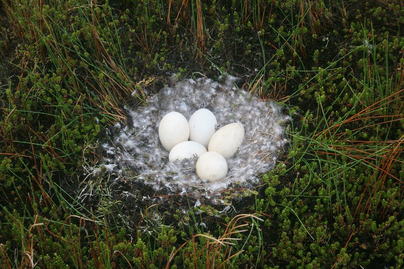 Á hinu fyrirhugaða framkvæmdasvæði er að finna mikilvægt fuglasvæði.  Mynd: Eldvötn