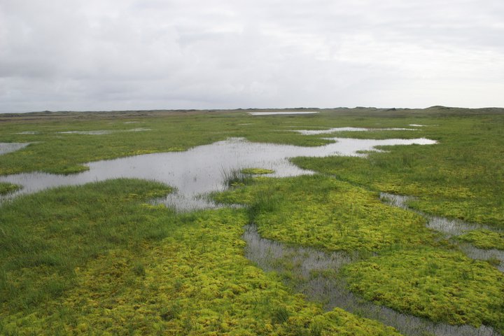 Í Meðallandi er m.a. að finna votlendi sem nýtur sérstakrar verndar í náttúruverndarlögum.