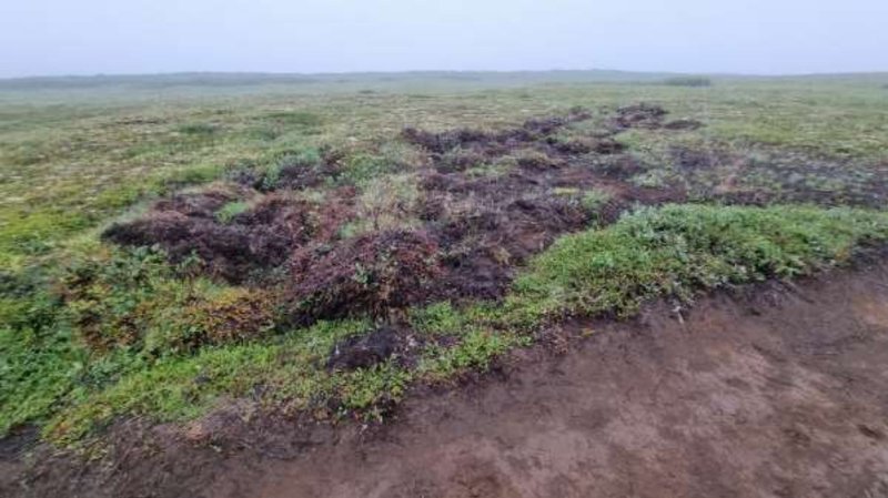 Gróðurtorfum úr stíg á Langavatnshöfða hefur verið dreift yfir gróið land. Mynd: SUNN