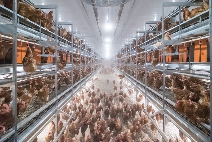 Hænur í varpbúnaði svipuðum þeim og Stjörnuegg mun nota.