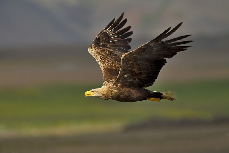 Hafernir búa og fljúga um Hvalfjörðinn. Mynd: Jóhann Óli Hilmarsson