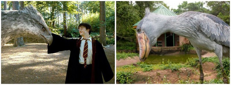 Harry Potter klappar hippógriffín. Sushi til hægri. Mynd: Samsett