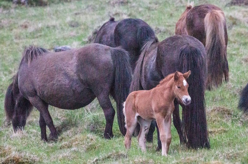 Merar eru víða um land haldnar úti allt árið í þeim eina tilgang að gera þær fylfullar svo hægt sé að taka frá þeim blóð. Folöld sem fæðast eru send í sláturhús. Ljósmynd: Greinarhöfundur
