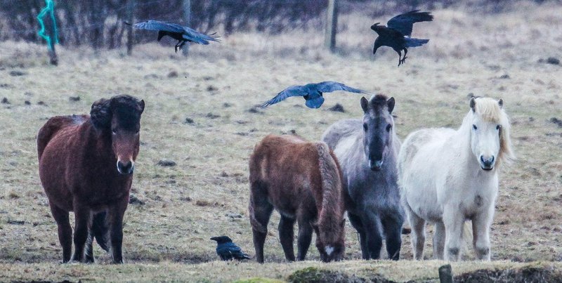 Hópur hrossa í útigangi á umdeildum stað nálægt Hafnarfirði þar sem oft var ekkert hey né vatn og sjá og skjól skorti. Mynd: Greinarhöfundur