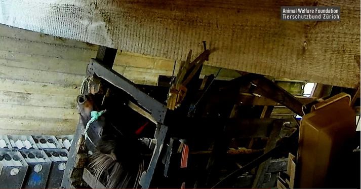 Meri tjóðruð á bás þar sem tekið er úr henni blóð. Í myndbandinu sást hún ítrekað barin.