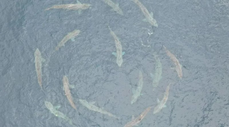 Hraðstefnumót hákarla úti fyrir ströndum Írlands.