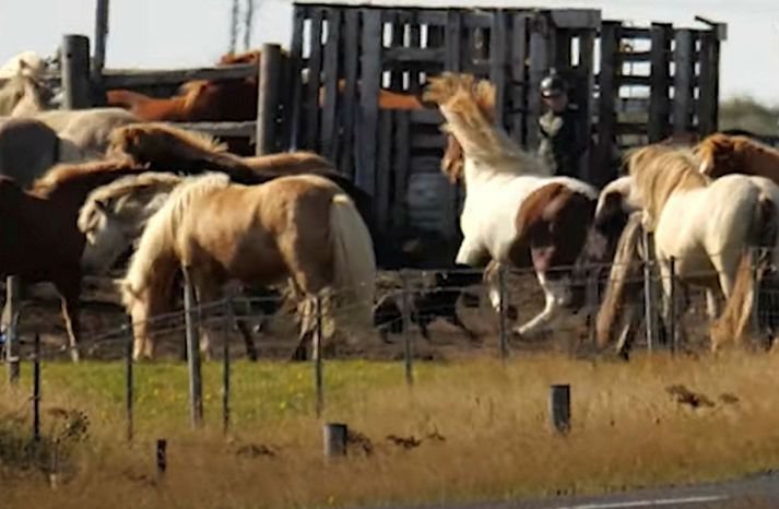 Í myndbandi dýraverndunarsamtakanna mátti sjá hund glefsa í hross í gerði á bænum Lágafelli.