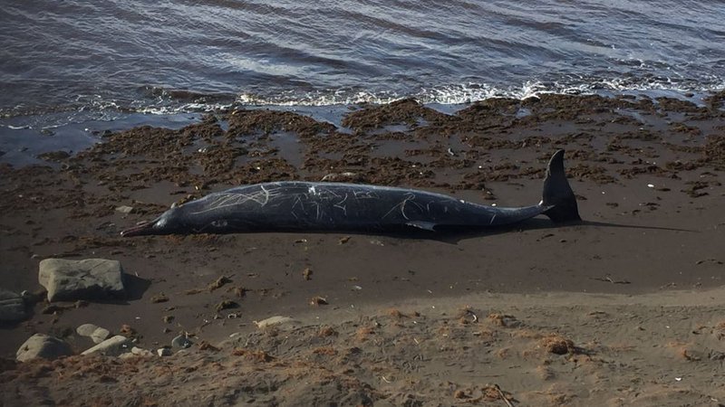 Norðsnjáldrinn rekinn á fjöru í Bótinni í landi Höfða II, sunnan við Grenivík. Tarfurinn var 4,73 metrar. Mynd: Hafrannsóknarstofnun