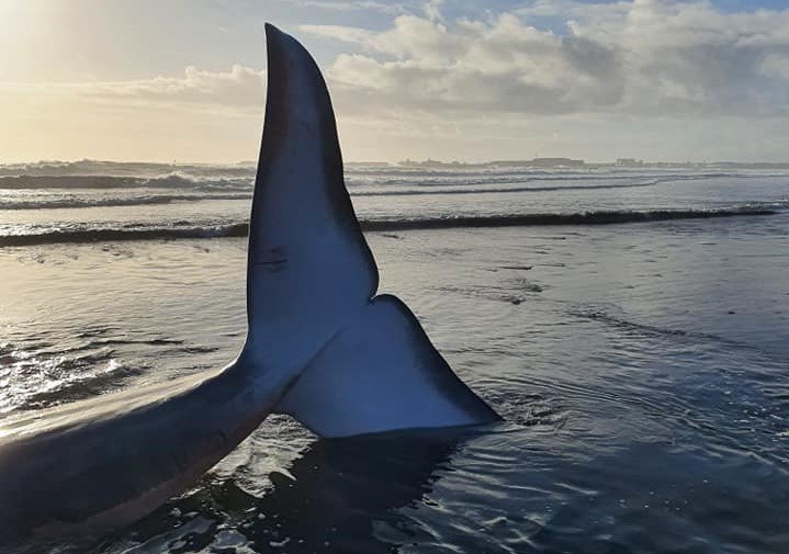 Stóran hval rak að landi í Þorlákshöfn í október.