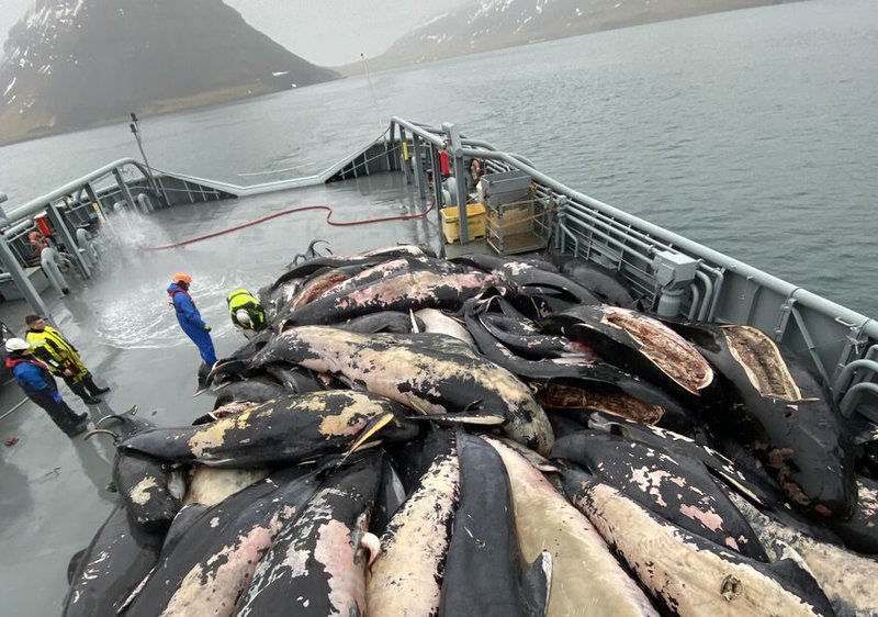 Grindhvalahræin úr Melavík í Árneshreppi komin um borð í varðskip. Mynd: Landhelgisgæslan