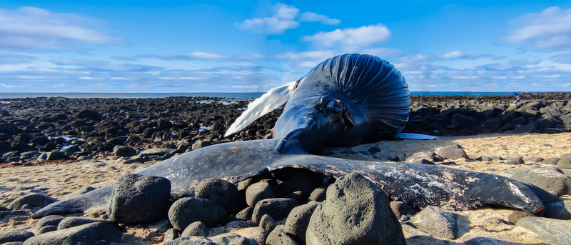 Hnúfubakurinn vakti gífurlega athygli fólks er hann rak á land í mars. Mynd: Nicholai Xuereb