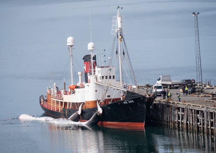 Starfsmenn Hvals hf. komu dróna svissneska ríkisfjölmiðilsins til lögreglunnar á Akranesi án þess að til húsleitaraðgerðar þyrfti að koma.